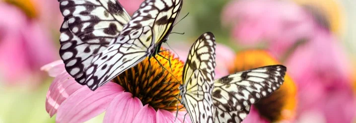 Drei Schmetterlinge auf Blume